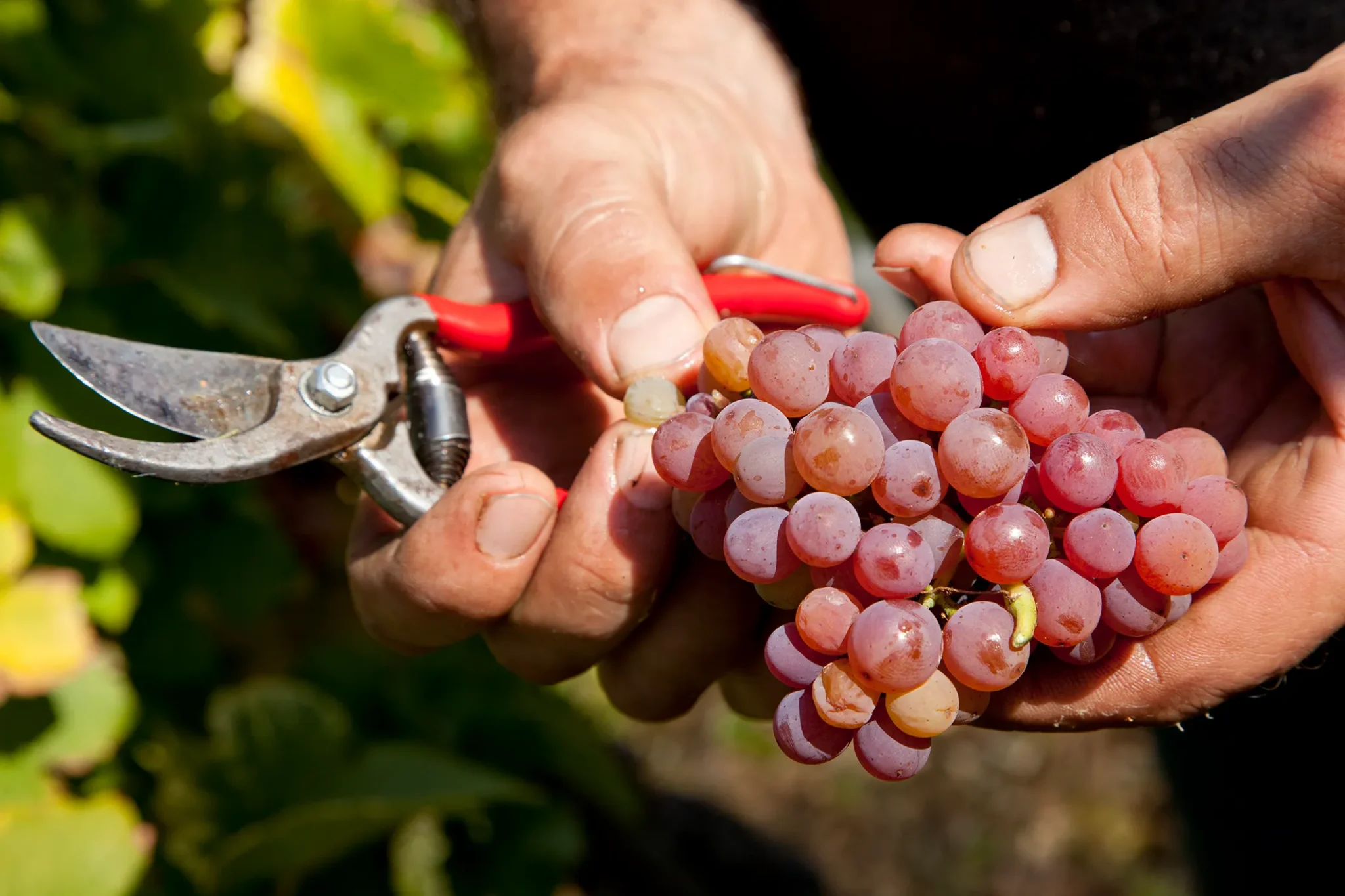 Vineyards cultivated by Domaine Viticole de la Ville de Colmar